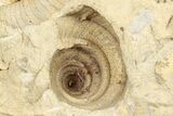 Ordovician Marine Fossil Association - Wisconsin #248568-2